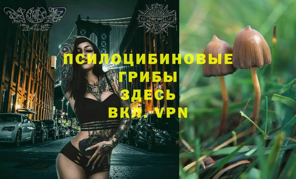 шишки Аркадак